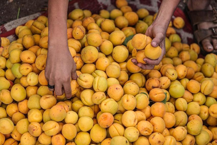 埃及：收获杏子