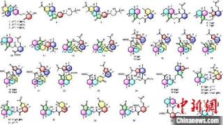 科研人员从药用植物南牡蒿中发现一系列抗肝癌活性成分
