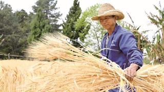 大麦抢收整地理墒有序推进