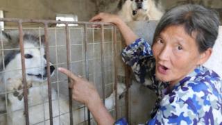 武汉婆婆救助流浪狗20年，不惜抵押儿子的房子，计划给一百多只狗送终就不再救