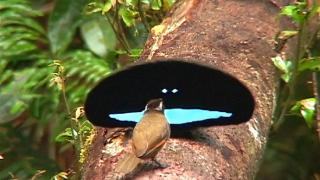 世界上最黑的鸟：羽毛能吸收99.95%的光