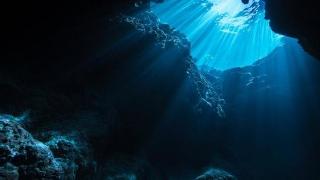 2022年科学家在海里发现的各路新物种！深海神奇动物又增加了