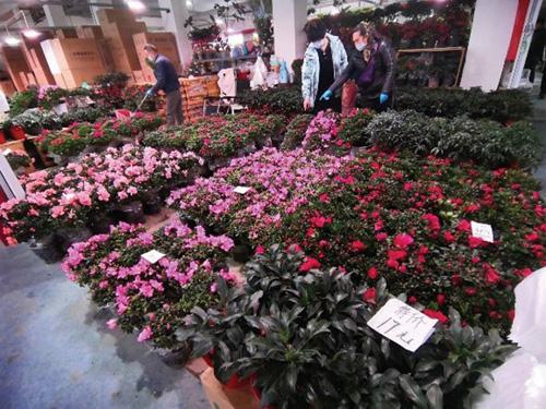 花卉市场“年味儿”足 组合式盆栽受欢迎