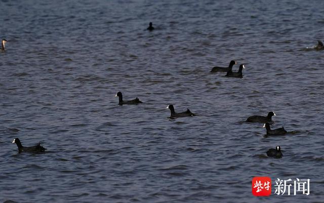 百余只白骨顶鸡飞临南京长江三桥下湿地