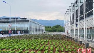 探访四省边际数字农业科创园：蔬菜种出“科技范儿”
