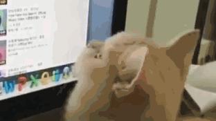 小奶猫帮主人捉电脑里的虫子，站起来的小动作萌翻