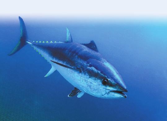 鱼肉吃多了会汞中毒吗？