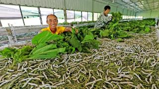 江西东乡：种桑养蚕助增收