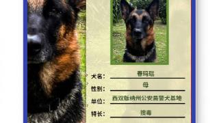 云南警方公布一批警犬工作证