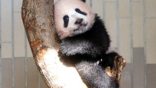 日本将于明年2月把大熊猫“香香”归还中国
