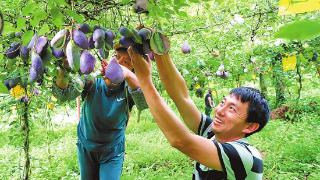 做强林下经济 提升林业效益