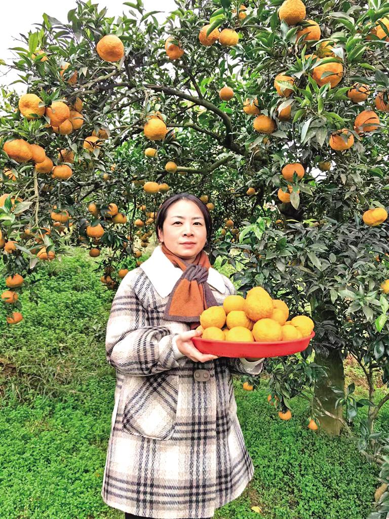汉滨区新城街道九里村举行柑橘采摘节