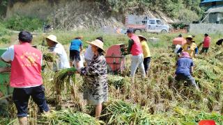 金色“丰”景如画！沿河龙兴村致富“稻”路越走越实