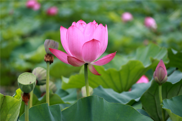 利辛县旧城镇：荷花盛开绘生态美景