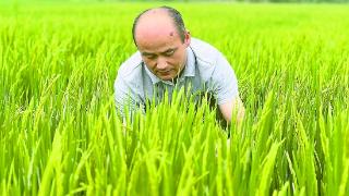 田间“把脉问诊”保晚稻丰收