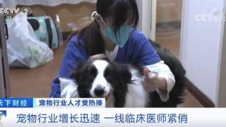 北京宠物医院负责人张磊：相关人才缺口还是不小