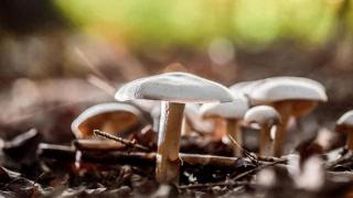 蘑菇被誉为“素食之王”，不仅味道鲜美，还有多种益处