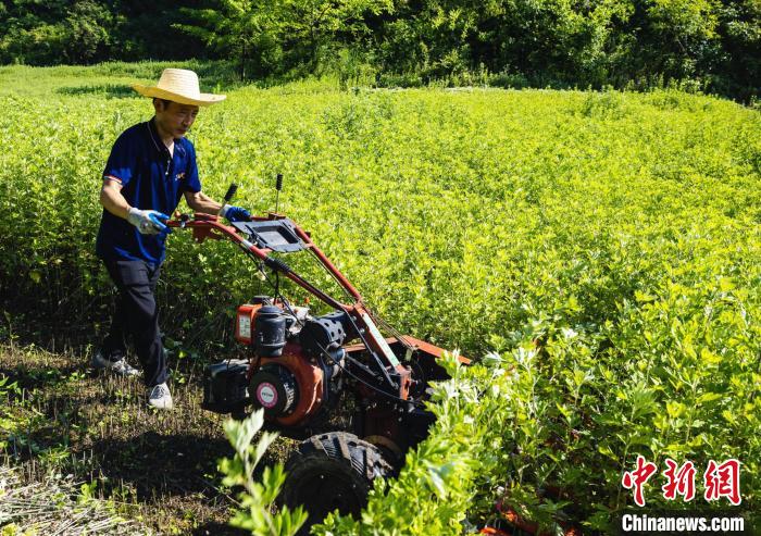 屈原故里艾草飘香助增收