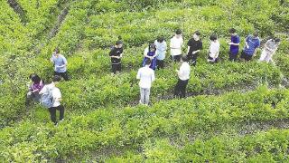 在香岩，清华学生邂逅药草香