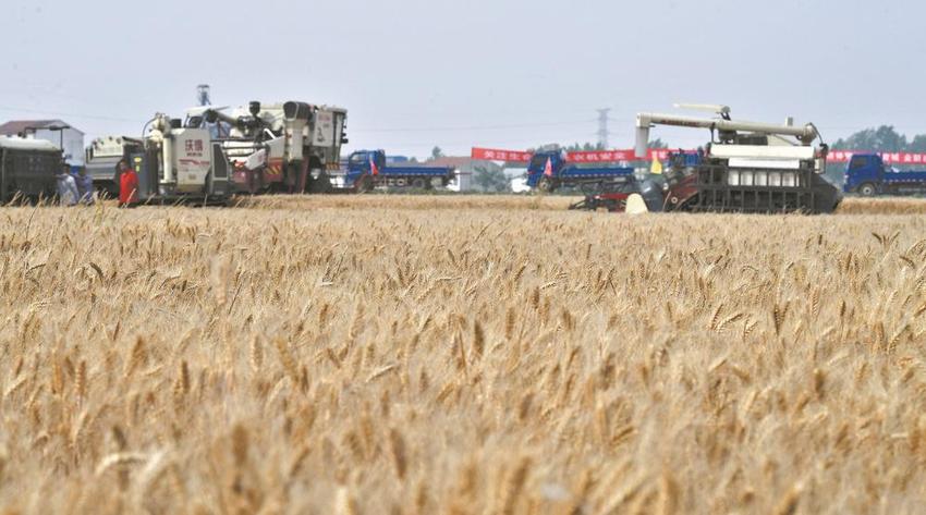 宜城市小麦收获率达40%以上