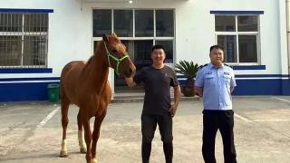 返校途中，马同学捡到一匹马！网友：缘分啊！