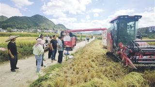瓮安县开展2023年优质稻产业发展项目田间测产验收