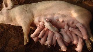 母猪产仔慢的危害有哪些？母猪生产时间长严重吗？一定要重视！