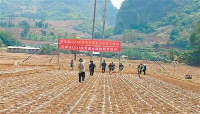 澜沧：科技助力旱地优质稻提质增效