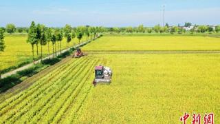 浙江早稻面积及产量创近八年新高
