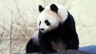 韩国大邱市长会见中国驻韩大使，请求中方赠送一对大熊猫