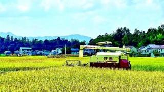 湖北省恩施州鹤峰县葛稻共生基地迎来秋收