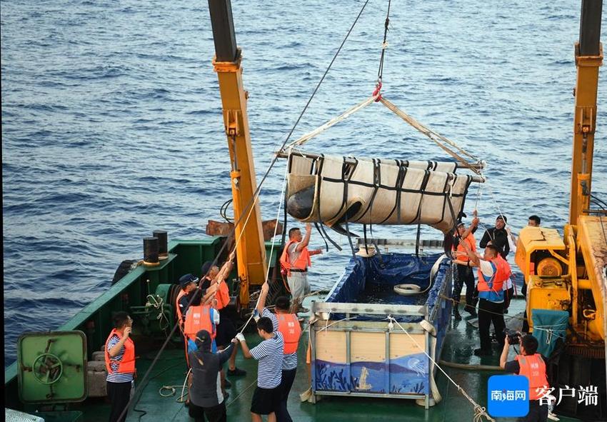 晓峰近距离｜国内首例搁浅领航鲸成功救治 “海棠”在三亚放归