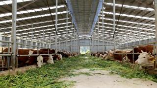 镇远县：用好“牛”政策 干好“牛”产业