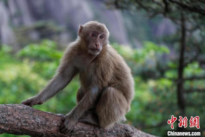 安徽黄山短尾猴萌趣迎游客