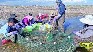 青海湖裸鲤救护中心队员河道进行湟鱼人工授精