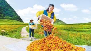 花海铺就增收路