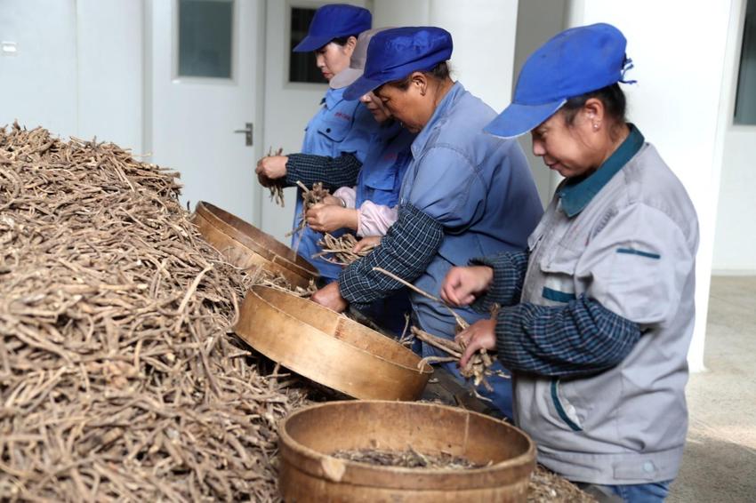 内蒙古喀喇沁旗牛家营子镇：中蒙药材助健康