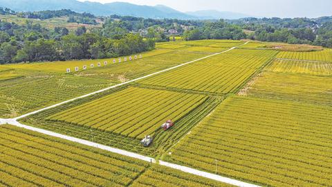 风调雨顺收成好 制种水稻抢收忙