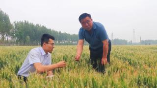 平原农商银行：金融活水浇灌万亩麦田