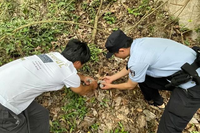 大佛寺景区内发现两只猫头鹰幼鸟，民警立即联系救助