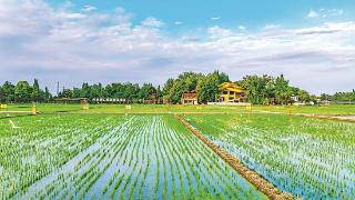 科学育种绿色防控 水稻提质又增产