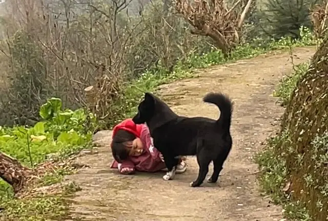 萌娃摔倒狗狗上前“安慰”，孩子连说谢谢还拥抱狗狗！