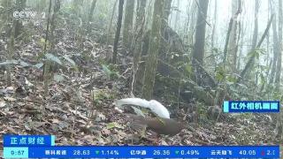 黑颈鹤“拖家带口”来到越冬栖息地 更多珍贵动物影像被发现