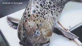 俄海岸惊现深海恐怖怪鱼，满嘴尖牙像外星生物，疑似罕见狼鳗