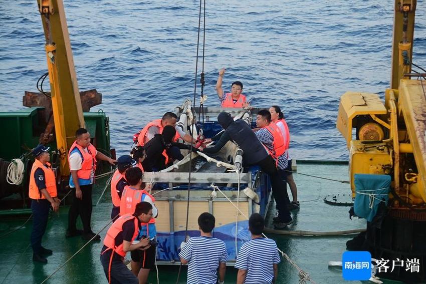 晓峰近距离｜国内首例搁浅领航鲸成功救治 “海棠”在三亚放归