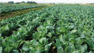 缅甸伊洛瓦底省渺弥雅县今年计划种植厨用冷季作物9071英亩