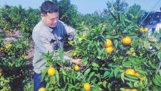 岑对屯3500多亩柑橘丰收在望