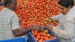印度西红柿命案：因西红柿涨价，7天有2位农民被谋杀