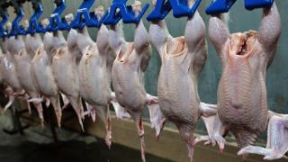 俄罗斯阿尔泰边疆区截至目前已对华出口禽类产品近2000吨