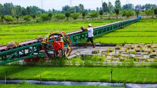 中国中部地区打造农业创新发展新优势